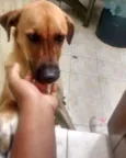 Whisky