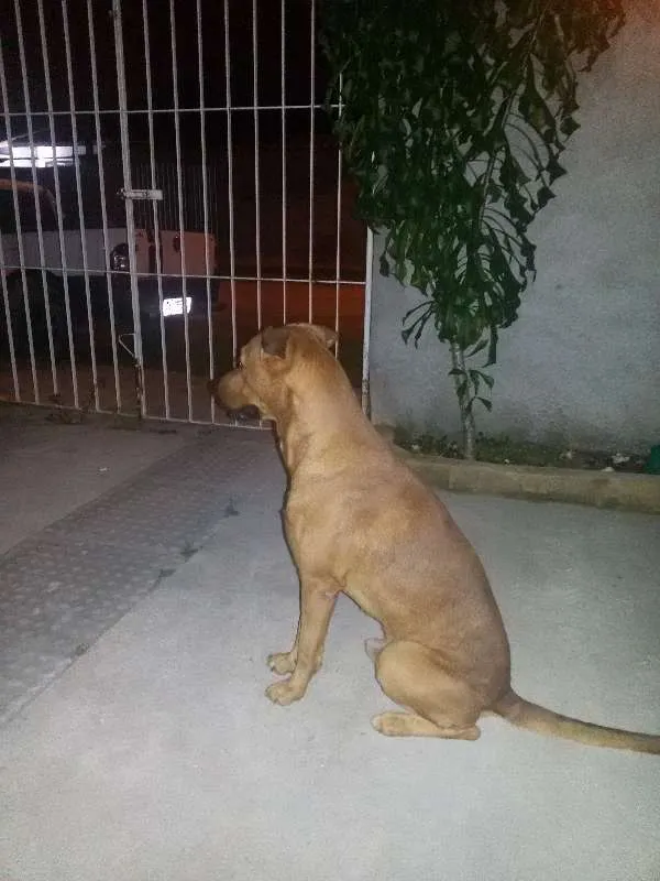 Cachorro ra a mistura com labrador idade 3 anos nome maiconl