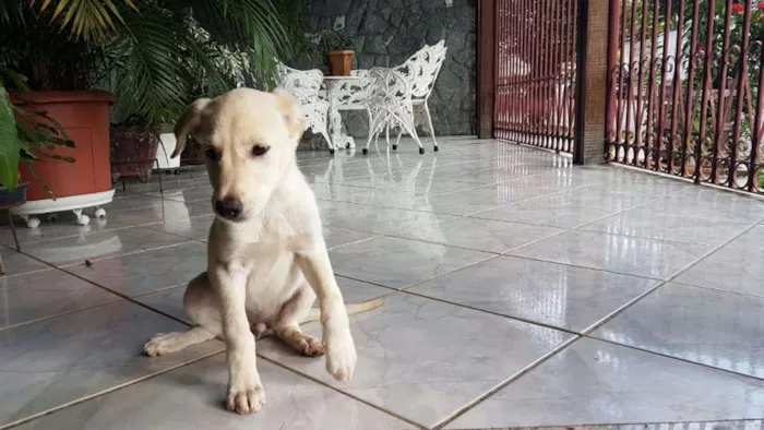 Cachorro raça Pastor Alemão idade 2 a 6 meses nome Branca