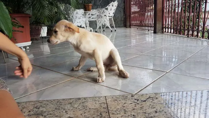 Cachorro raça Pastor Alemão idade 2 a 6 meses nome Branca