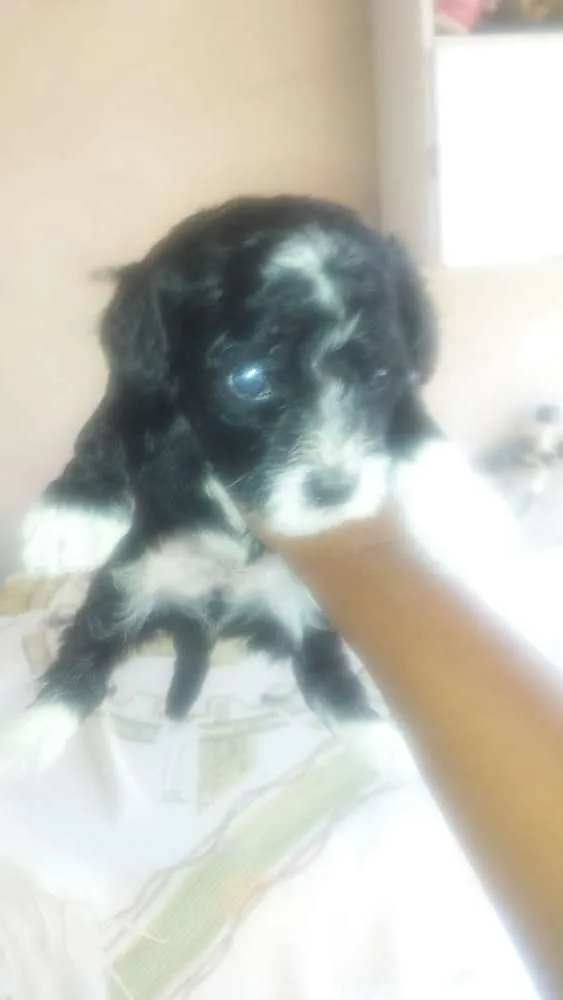 Cachorro ra a poodlle idade Abaixo de 2 meses nome Não tem