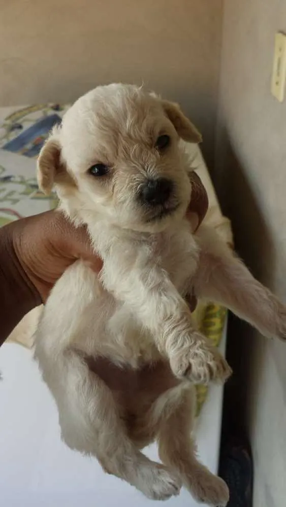 Cachorro ra a poodlle idade Abaixo de 2 meses nome Não tem