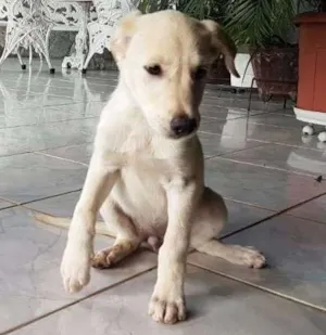 Cachorro raça Pastor Alemão idade 2 a 6 meses nome Branca