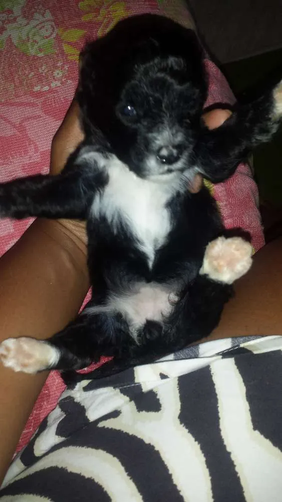Cachorro ra a poodlle idade Abaixo de 2 meses nome Não tem
