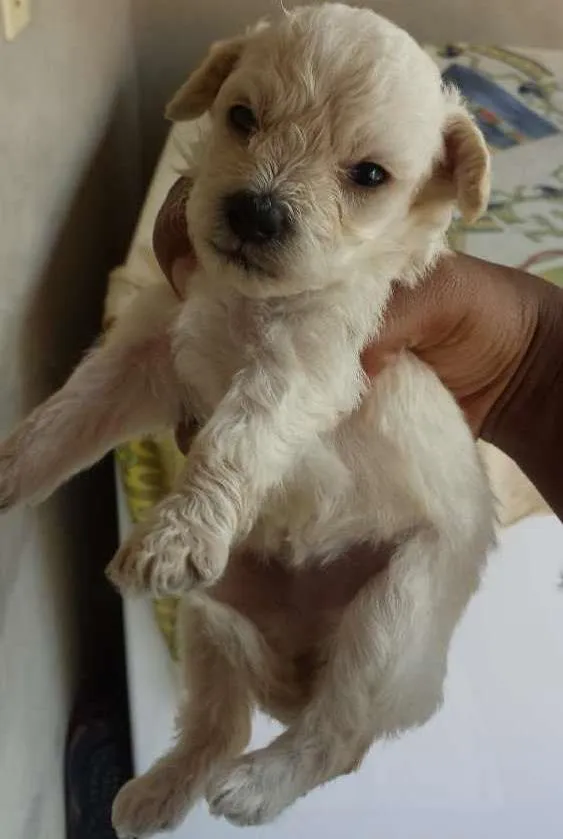 Cachorro ra a poodlle idade Abaixo de 2 meses nome Não tem