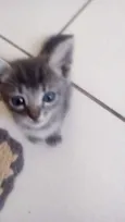 GATINHOS