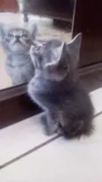 GATINHOS