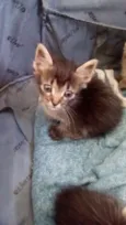 GATINHOS