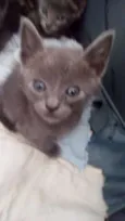 GATINHOS