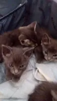 GATINHOS