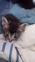 GATINHOS