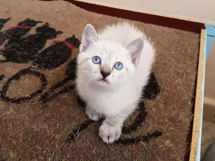 Gato ra a Não tem idade Abaixo de 2 meses nome Sem nome