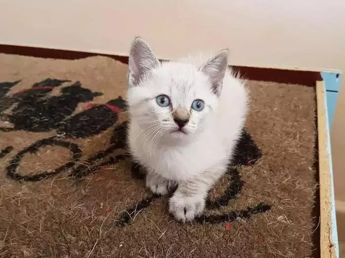 Gato ra a Não tem idade Abaixo de 2 meses nome Sem nome