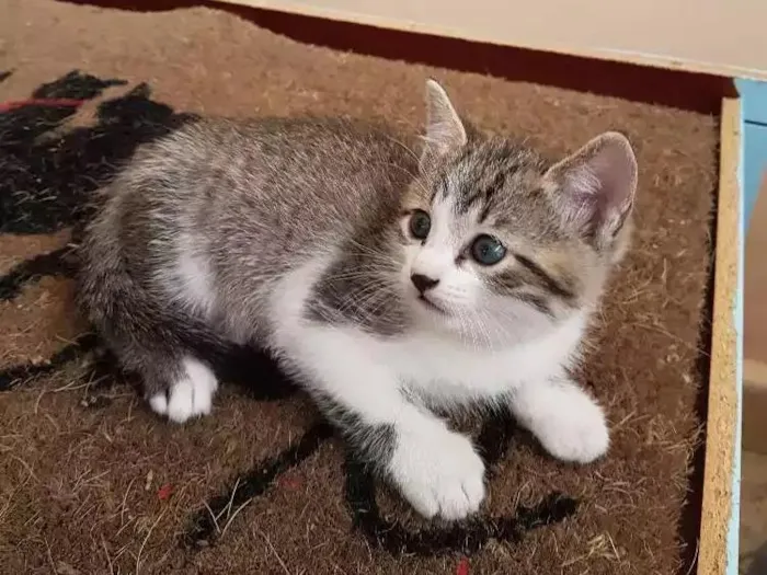 Gato ra a Não tem  idade Abaixo de 2 meses nome Sem nome 