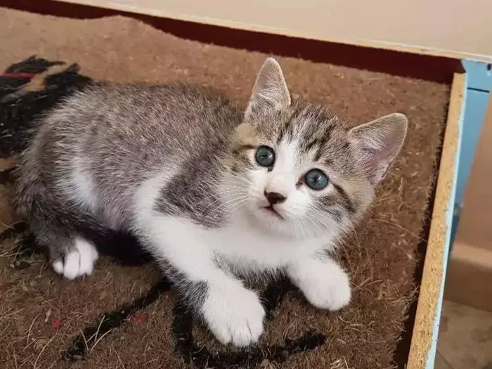 Gato ra a Não tem  idade Abaixo de 2 meses nome Sem nome 