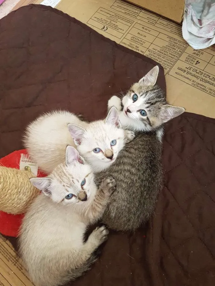 Gato ra a Não tem  idade Abaixo de 2 meses nome Sem nome 