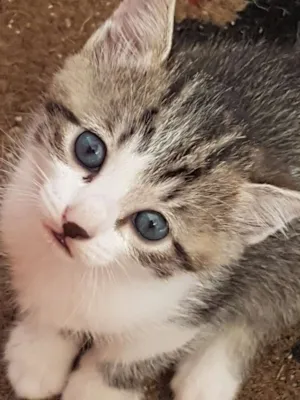 Gato raça Não tem  idade Abaixo de 2 meses nome Sem nome 
