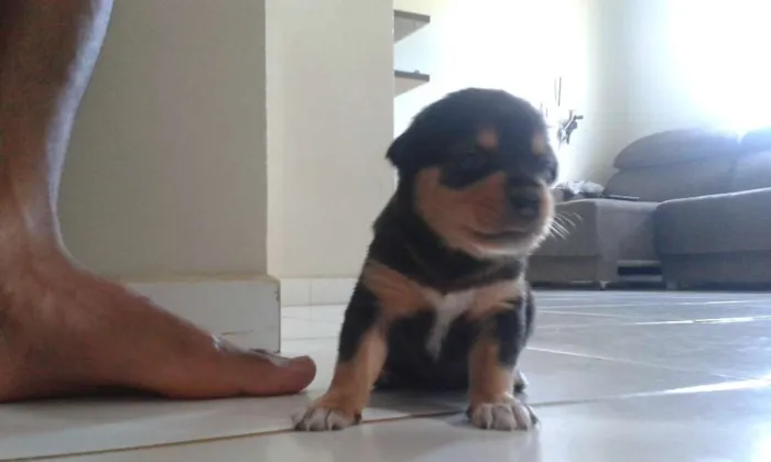 Cachorro raça Vira Lata/Pastor Alemão idade Abaixo de 2 meses nome Marrom, Brow, Duke