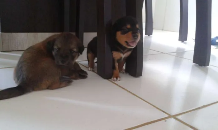 Cachorro raça Vira Lata/Pastor Alemão idade Abaixo de 2 meses nome Marrom, Brow, Duke