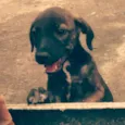 Frida