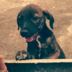 Cachorro raça SRD idade 2 a 6 meses nome Frida