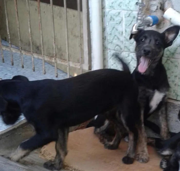 Cachorro ra a Viralata idade 2 a 6 meses nome Sem Nome