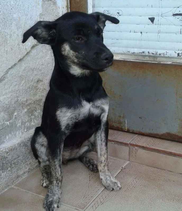 Cachorro ra a Viralata idade 2 a 6 meses nome Sem Nome