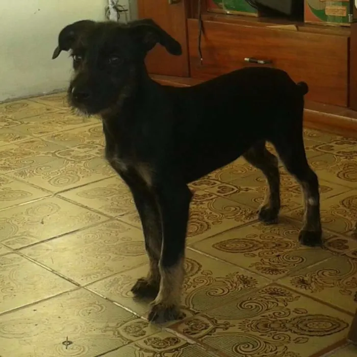 Cachorro ra a Viralata idade 2 a 6 meses nome Sem Nome