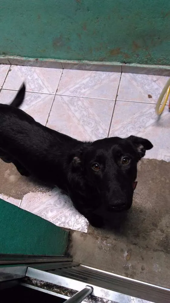 Cachorro ra a Labrador com vira- lata  idade 1 ano nome Melissa