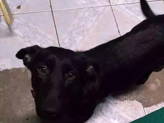 Cachorro ra a Labrador com vira- lata  idade 1 ano nome Melissa