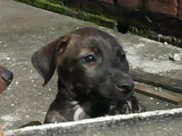 Cachorro raça SRD idade 2 a 6 meses nome Frida