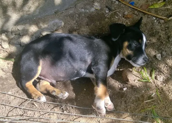 Cachorro ra a SEM RAÇA DEFINIDA idade  nome FEIJÃO