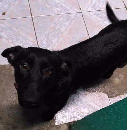 Cachorro ra a Labrador com vira- lata  idade 1 ano nome Melissa