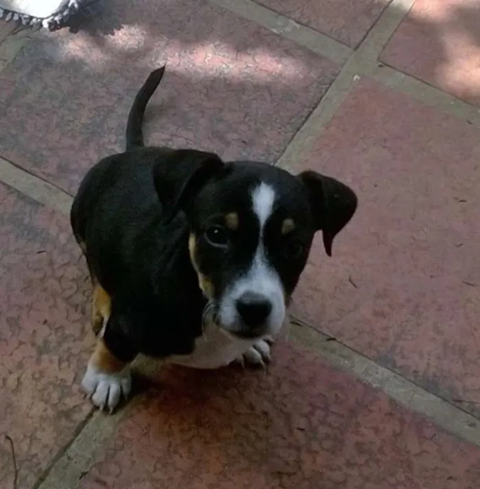 Cachorro ra a SEM RAÇA DEFINIDA idade  nome FEIJÃO