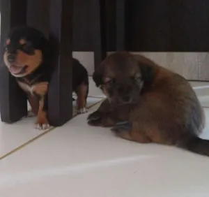 Cachorro raça Vira Lata/Pastor Alemão idade Abaixo de 2 meses nome Marrom, Brow, Duke