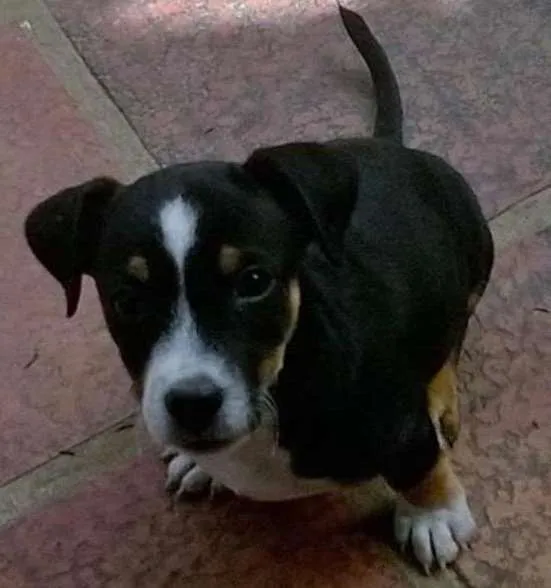 Cachorro ra a SEM RAÇA DEFINIDA idade  nome FEIJÃO