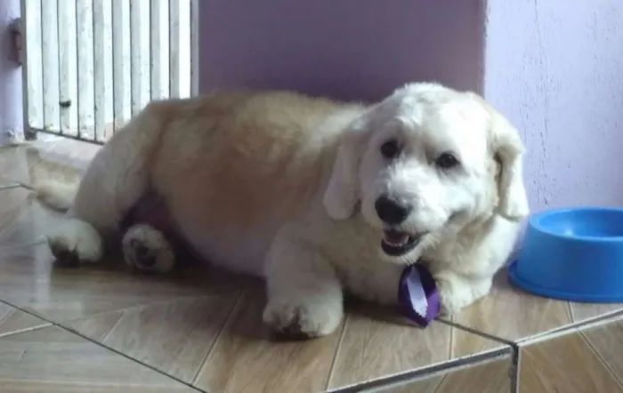 Cachorro ra a Poble misturado com cooker idade 5 anos nome Bummer