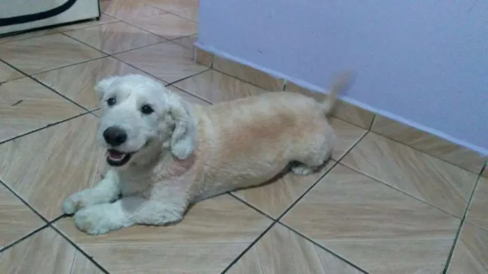 Cachorro ra a Poble misturado com cooker idade 5 anos nome Bummer