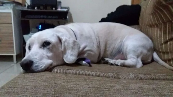 Cachorro ra a Poble misturado com cooker idade 5 anos nome Bummer