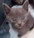 GATINHOS