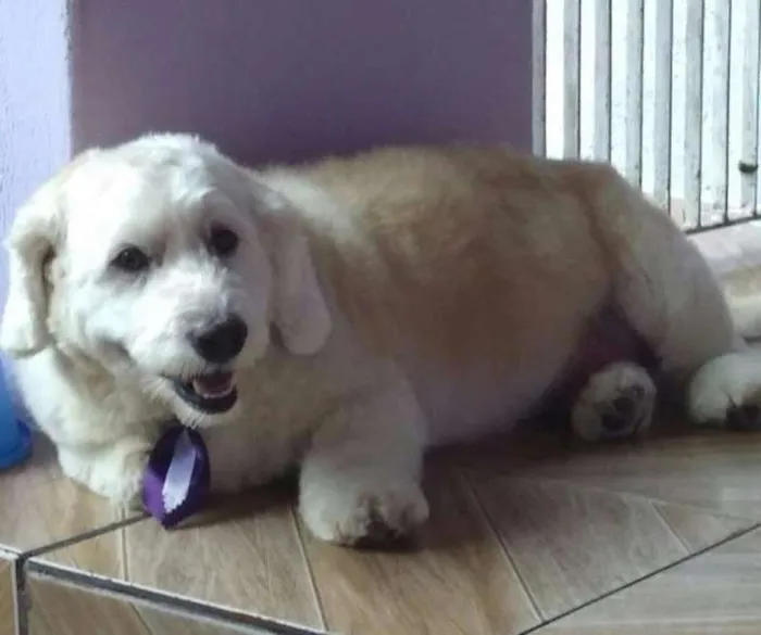 Cachorro ra a Poble misturado com cooker idade 5 anos nome Bummer