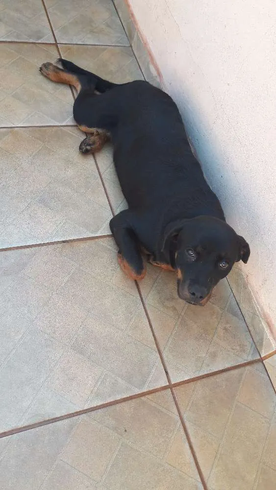 Cachorro ra a Rottweiler  idade 2 a 6 meses nome REBEKA