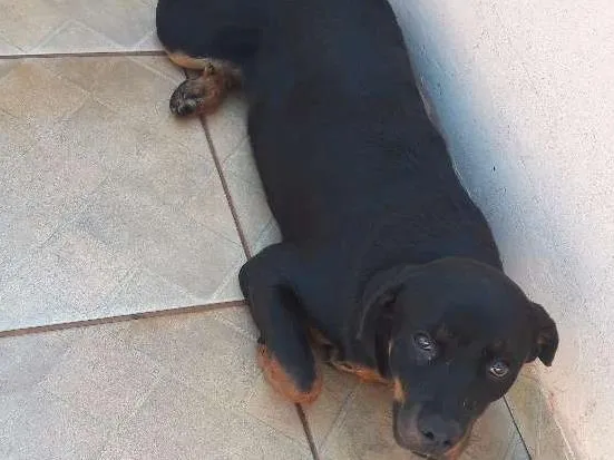 Cachorro ra a Rottweiler  idade 2 a 6 meses nome REBEKA