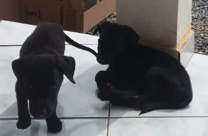 Cachorro raça Labrador mestiço idade 2 a 6 meses nome A definir 