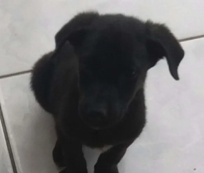 Cachorro raça Labrador mestiço idade 2 a 6 meses nome A definir 