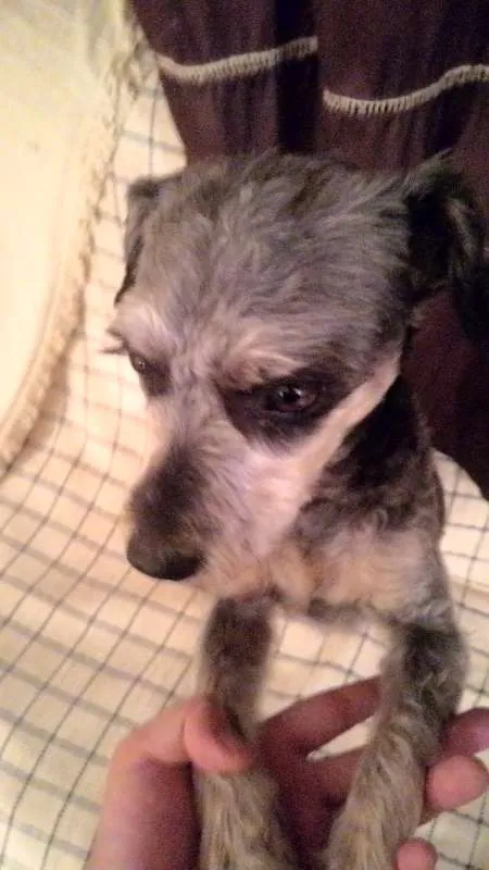 Cachorro ra a  idade 2 a 6 meses nome Encontrada