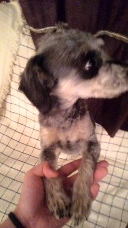 Cachorro ra a  idade 2 a 6 meses nome Encontrada