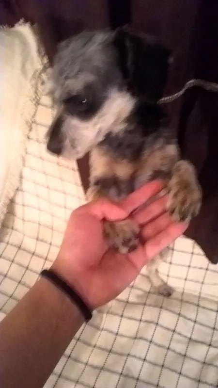 Cachorro ra a  idade 2 a 6 meses nome Encontrada