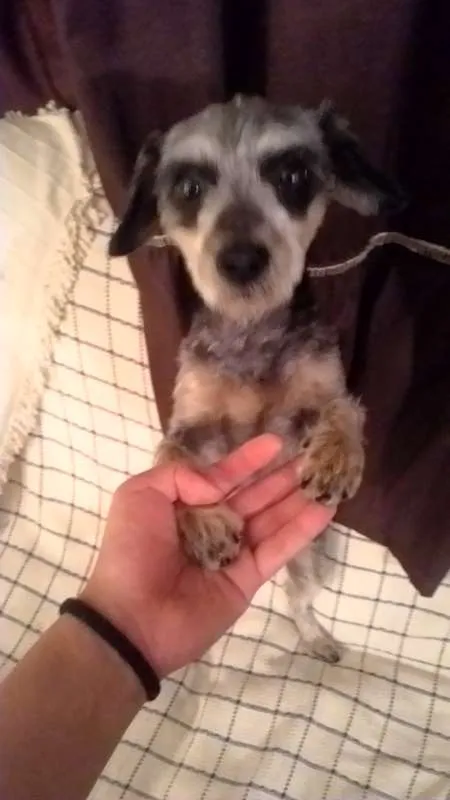 Cachorro ra a  idade 2 a 6 meses nome Encontrada
