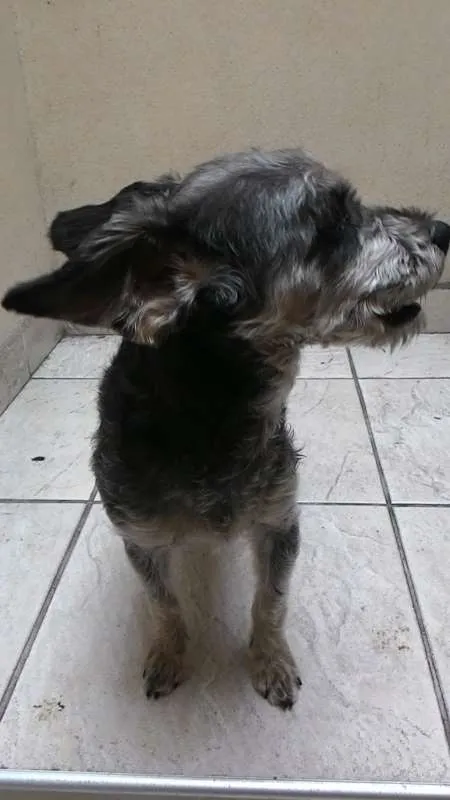 Cachorro ra a  idade 2 a 6 meses nome Encontrada